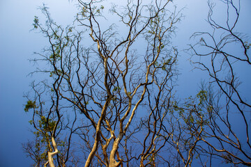 Árvores no Céu azul