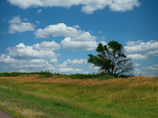Fototapeta na wymiar Beautiful landscape with a lone tree growing along the road in Nebraska.