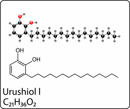 Diagram Of The Urushiol Molecule