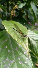 dragonfly on a leaf