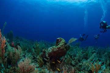 scuba diver and coral reef