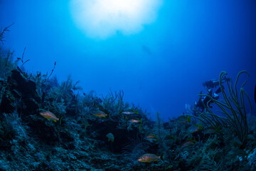 coral reef and diver