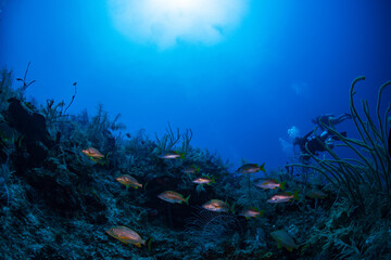 Fototapeta na wymiar French grunts swimming over the reef in Belize 