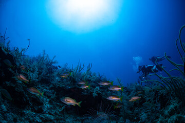 coral reef and diver