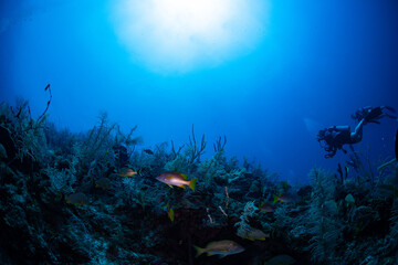 Fototapeta na wymiar Divers watching the tropical fish on the reef 