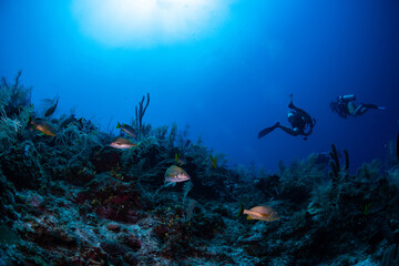 Fototapeta na wymiar Divers swimming by tropical fish 