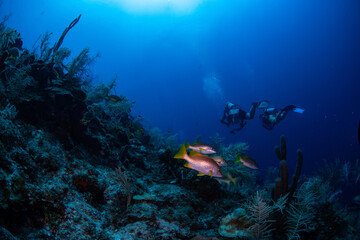 Fototapeta na wymiar Divers swimming by school master fish 