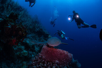 scuba diver with nurse shark 