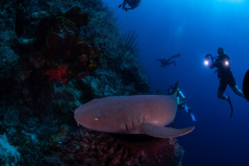 Fototapeta premium A nurse shark swimming by divers 