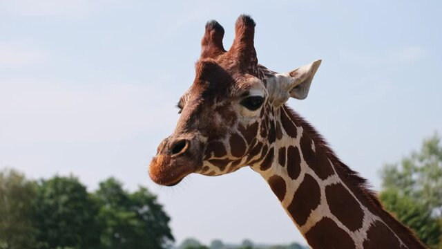 A Close Up Shot of a Giraffe Chomping at Africa Alive, Lowestoft, Norfolk.