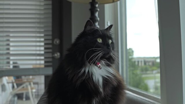 Fluffy green eyed Black and white Tuxedo Ragdoll Cat sitting by windows, 4K