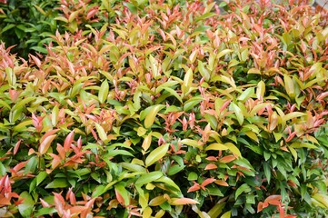 Syzygium australe plant in nature garden