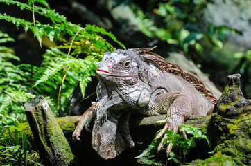 Iguana