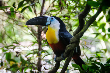 Beautiful bird on a tree