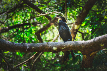 little cormorant bird sitting on tree branch in mangrove forest