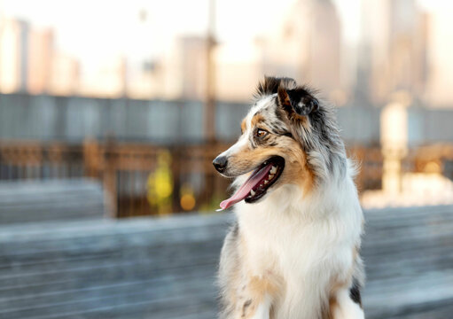 one australian shepherd dog sitting with the tongue out 