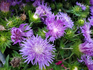Purple Peachie's pick stokes aster flowers, cropped shot