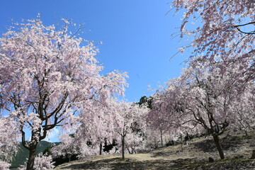 天空の庭・高見の郷に咲く桜