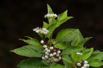白い花と白い果実をつけたサンゴミズキ