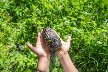 Girl hands with pine cone
