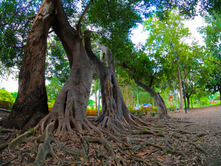 arboles raices