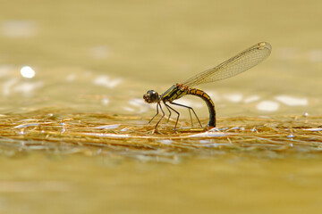 Female Libellago lineata lying eggs