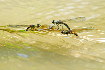 Damselfly putt the eggs