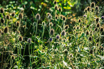 green grass background