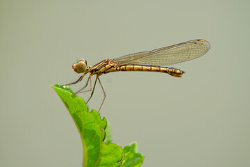 Female Libellago lineata