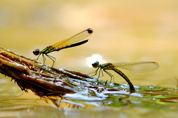 keep the female laying eggs