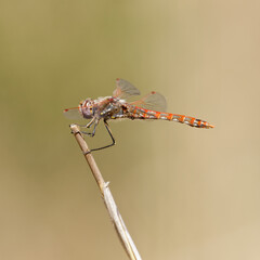 Variegated Meadowhawk (Adult Male) Dragonfly. Santa Clara County, California, USA.