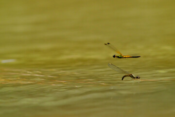 keep the female laying eggs