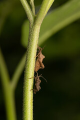 acanthocoris scaber on leaf in graden 