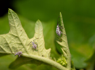 acanthocoris scaber on leaf in graden 