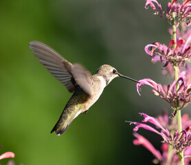 Naklejka na ściany i meble hummingbird, bird, birds flower, garden