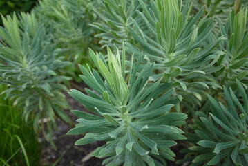 Euphorbia cyparissias (Cypress Spurge, Graveyard Weed) grows best in dry, well-drained soils in...