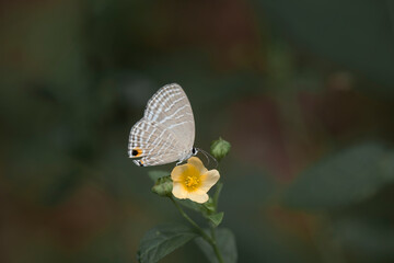 Buterfly with Little Flowers
