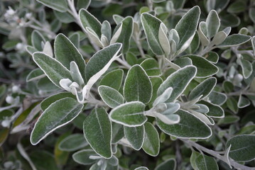Brachyglottis greyi (daisy bush) is Often seen in gardens and suitable for warm and maritime districts and tolerant of hot sun, poor soils, wind, and coastal exposure.