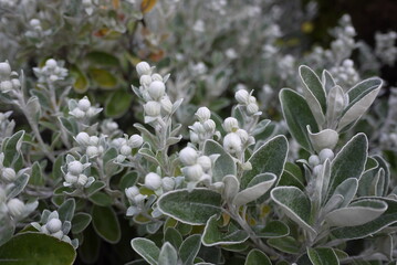 Brachyglottis compacta ‘Sunshine’ is a silver-grey leaved evergreen, sun-loving shrub from New Zealand, almost fully hardy except on wet or poorly drained soils.