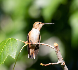 Fototapeta na wymiar hummingbirds, birds, flowers