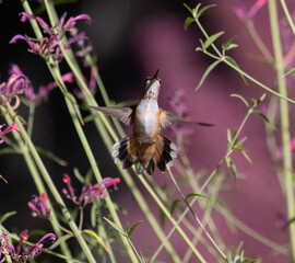 hummingbirds, birds, flowers