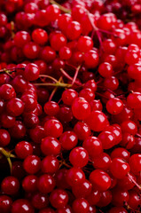 Background red viburnum berries.