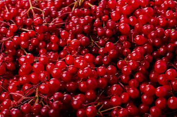 Background red viburnum berries.