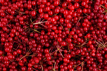 Background red viburnum berries.