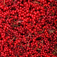 Background red viburnum berries.
