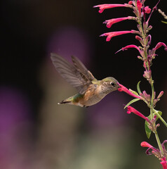 Fototapeta na wymiar hummingbird, bird, flower