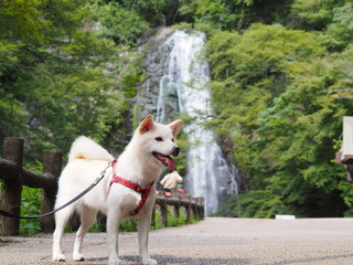 滝と柴犬