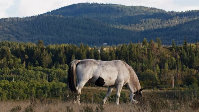 Horse grazing with erect penis