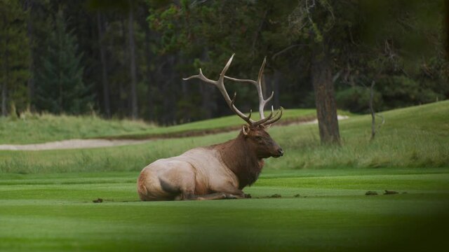Elk bull male resting on lawn close up