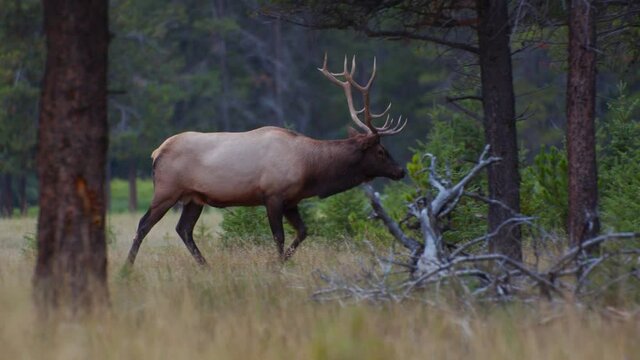Elk Bull male walking and grazing in forest